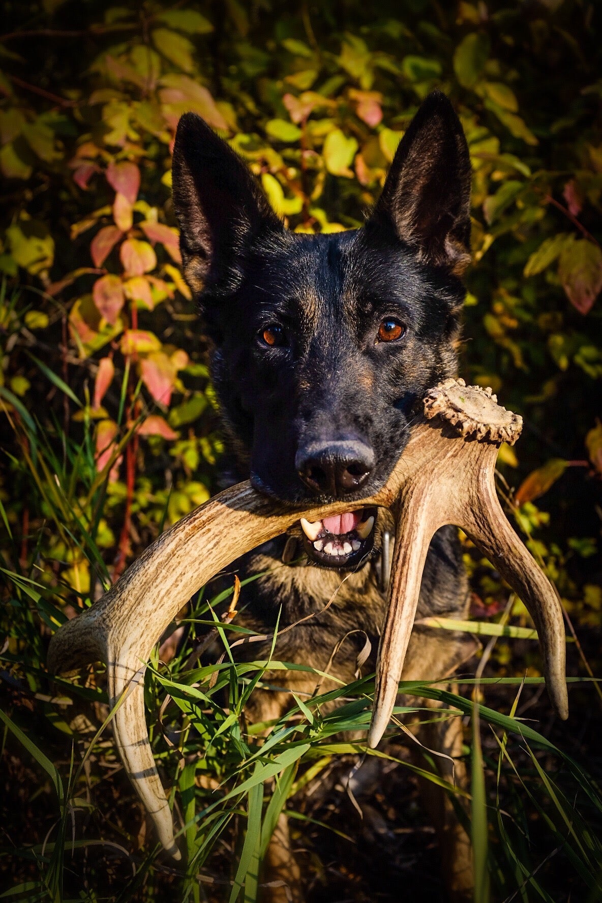 Shed Hunting 101: Train Your Dog to Find Antlers