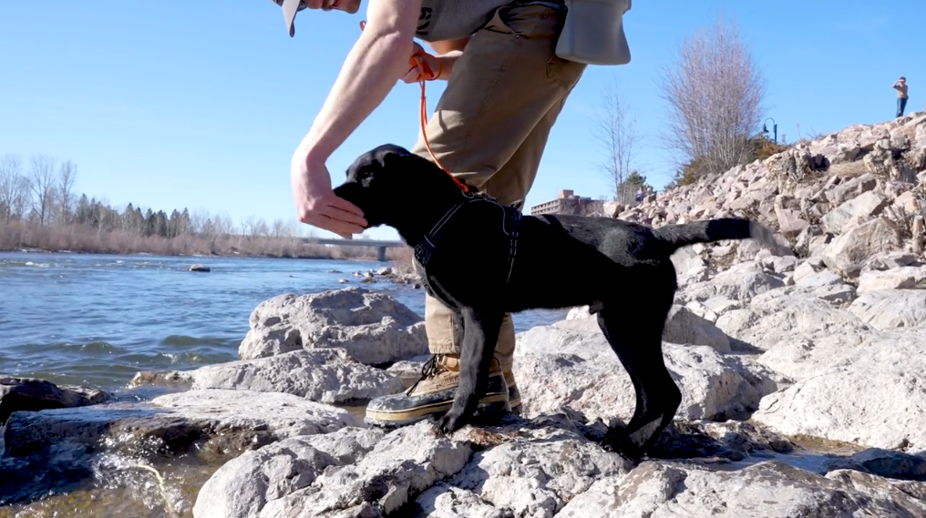 Puppy Training Essentials